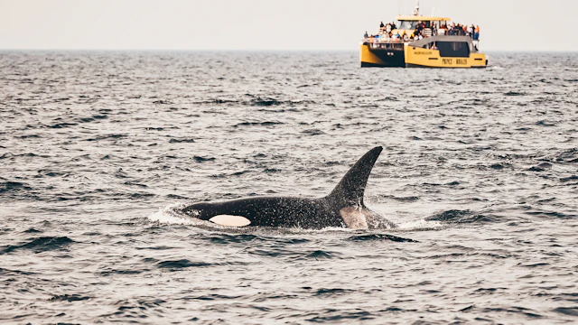 Wildlife Watching in Vancouver